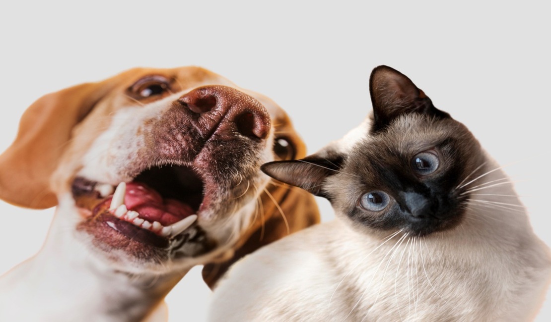 Comissão da Câmara aprova PL para resgate de animais em situação de maus-tratos em propriedades privadas