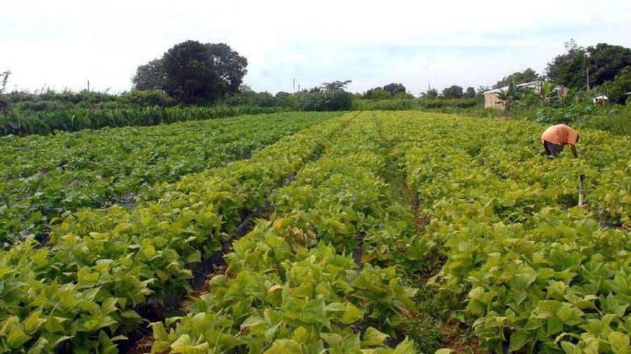 Plano Safra 2024-2025: incentivos para produção de arroz na agricultura familiar após crise no setor