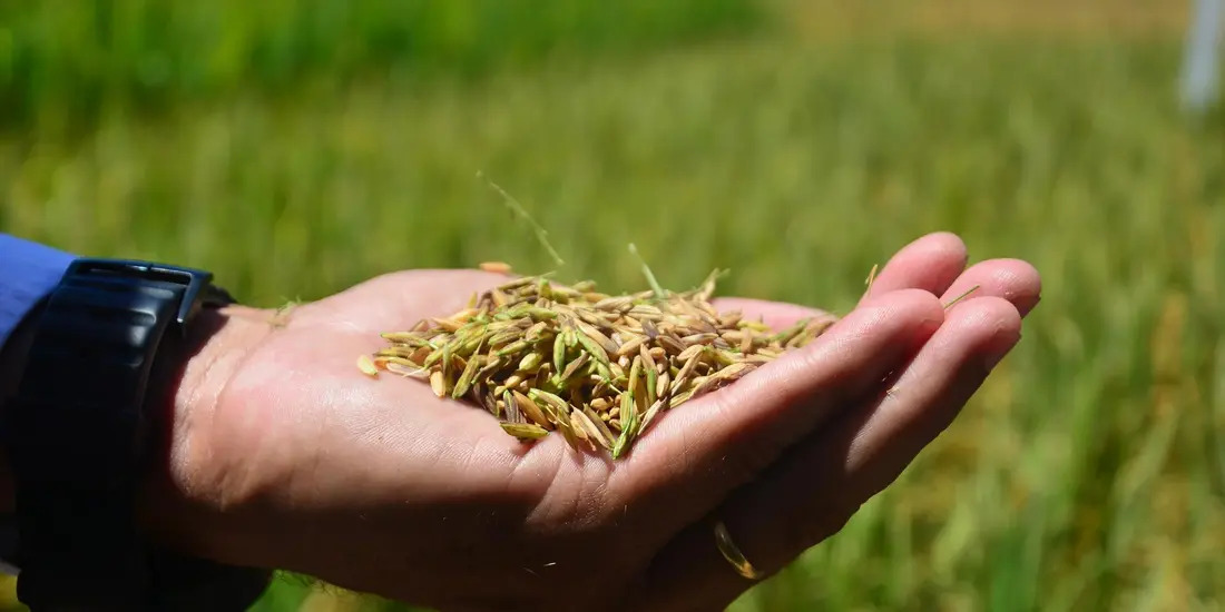 Congresso avalia MP que destina R$230,9 milhões para auxílio aos produtores do Rio Grande do Sul