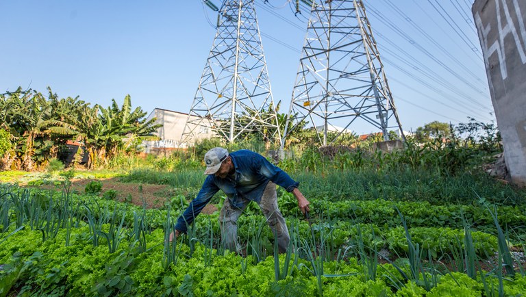 Agricultura urbana e periurbana ganha destaque com a aprovação da Lei 14.935: confira os principais objetivos e medidas